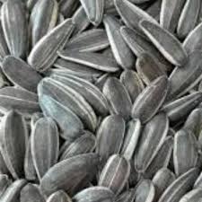 خشکبار-تخمه افتابی